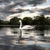 Four Prospect Park Swans Hooked By Fishermen